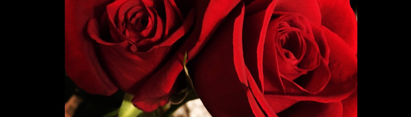 Color photograph of red roses
